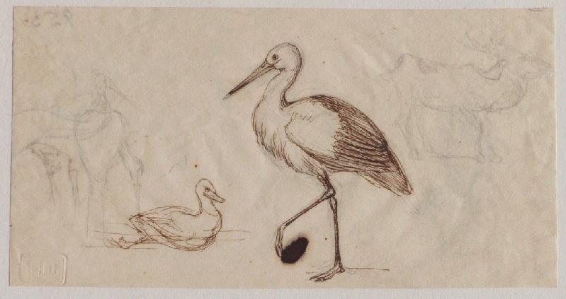 Deux échassiers, un renne, un canard et une cigogne (au verso : personnage à la mine de plomb et encre)