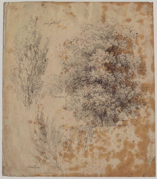 Peuplier, orme et saule (au verso : tête de vache au crayon très léger)