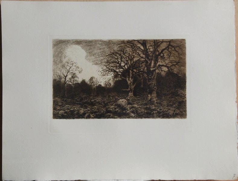 Les Gestes de la Terre (07) : Les Fougères