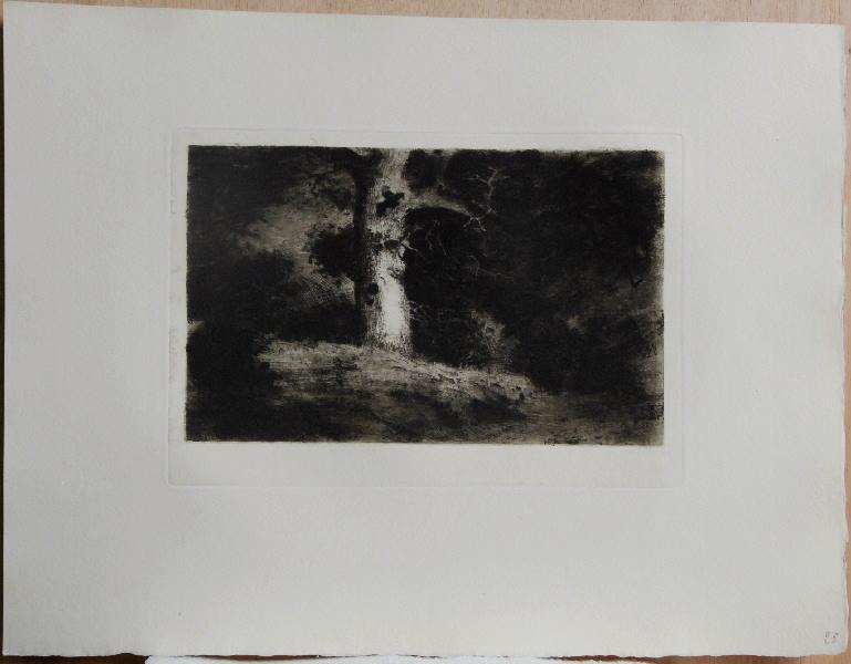 Les Gestes de la Terre (25) : Le Grand Chêne