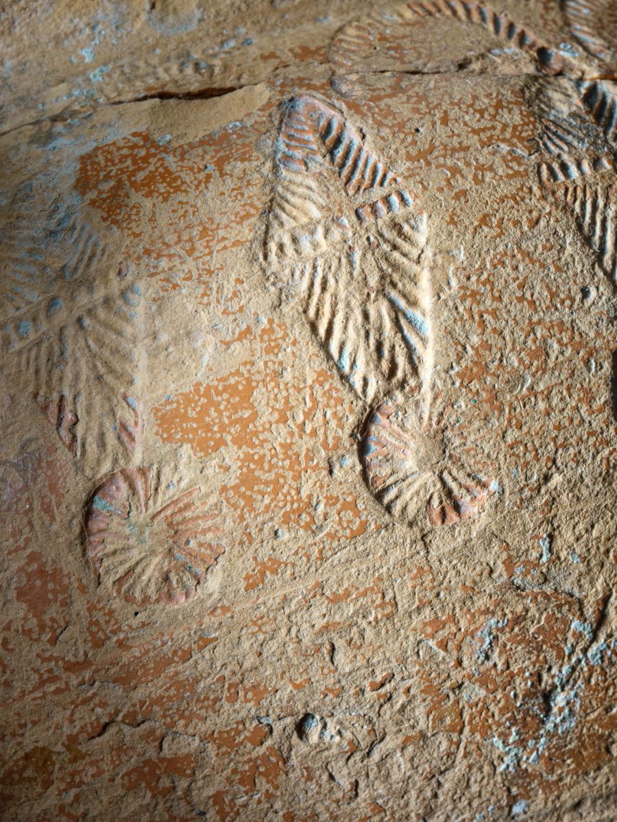 Bol à décor estampé