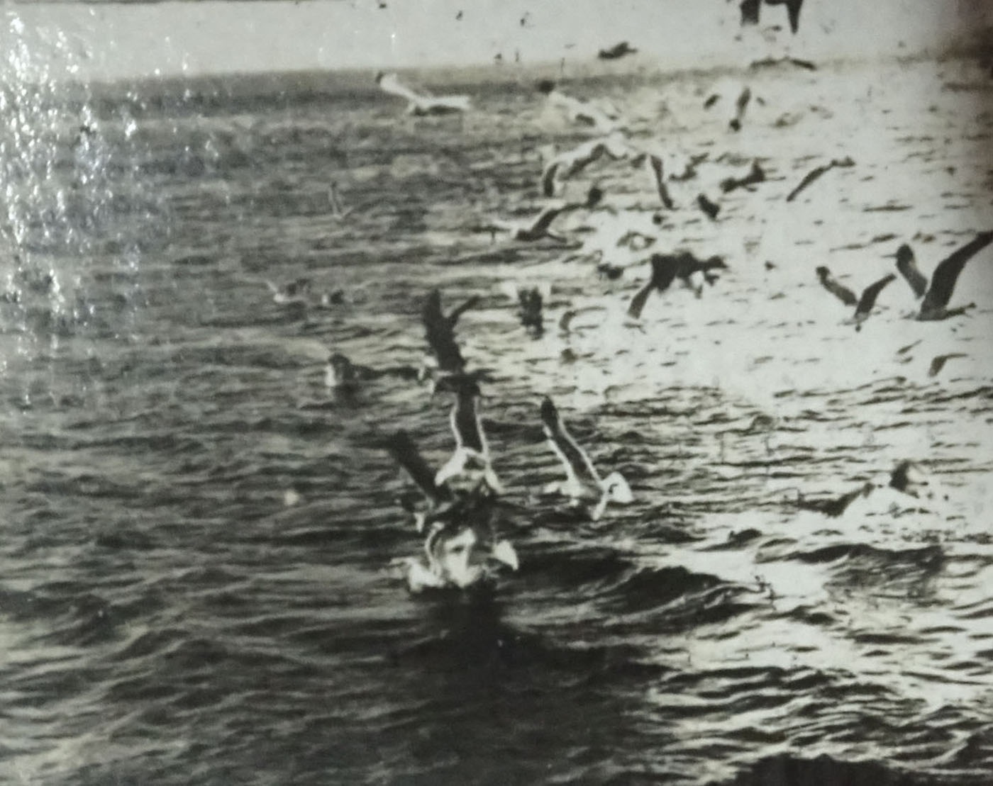 [Bande de kinora : Vol de goélands au dessus de la mer]