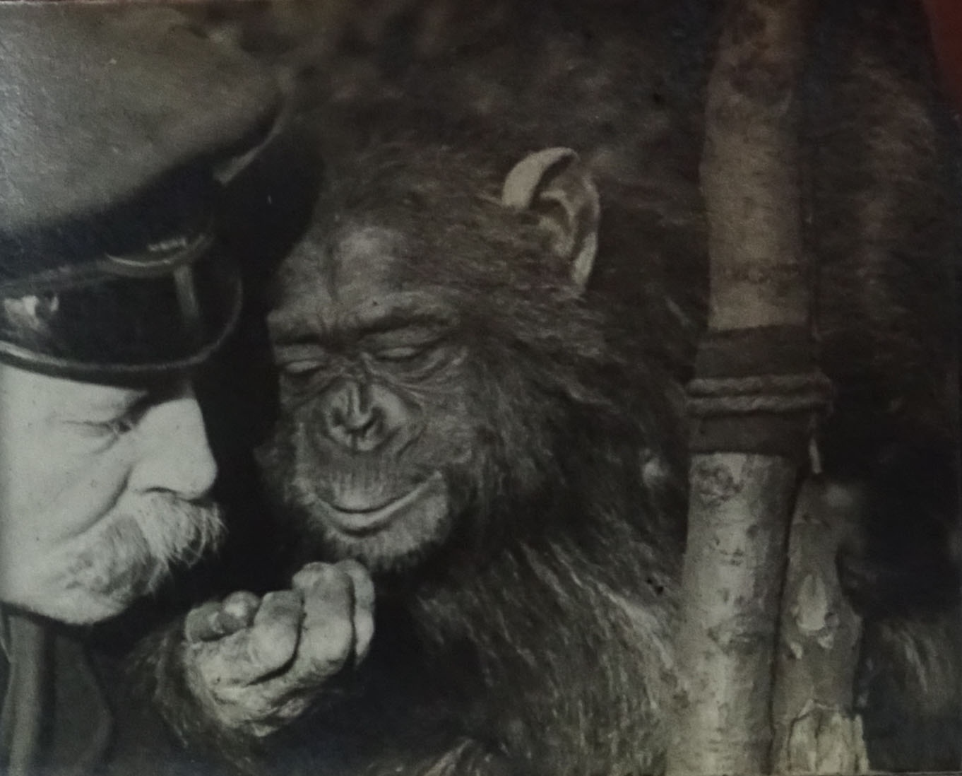 [Bande de kinora : Chimpanzé]