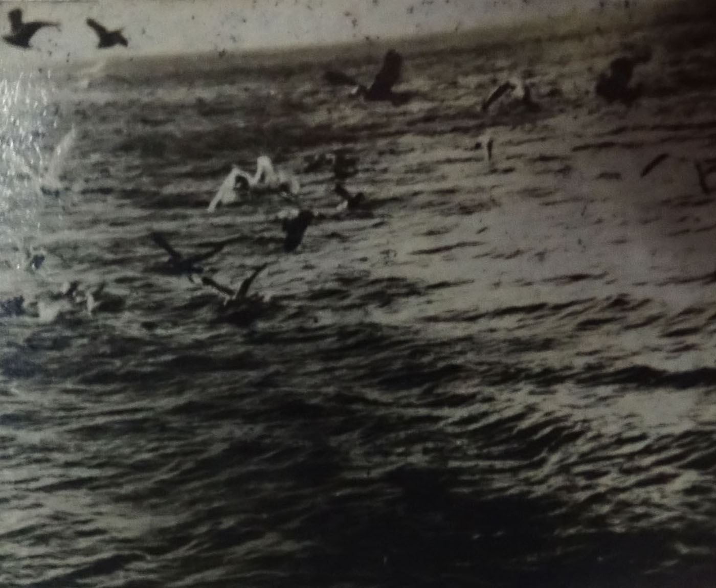 [Bande de kinora : Vol de goélands au dessus de la mer]