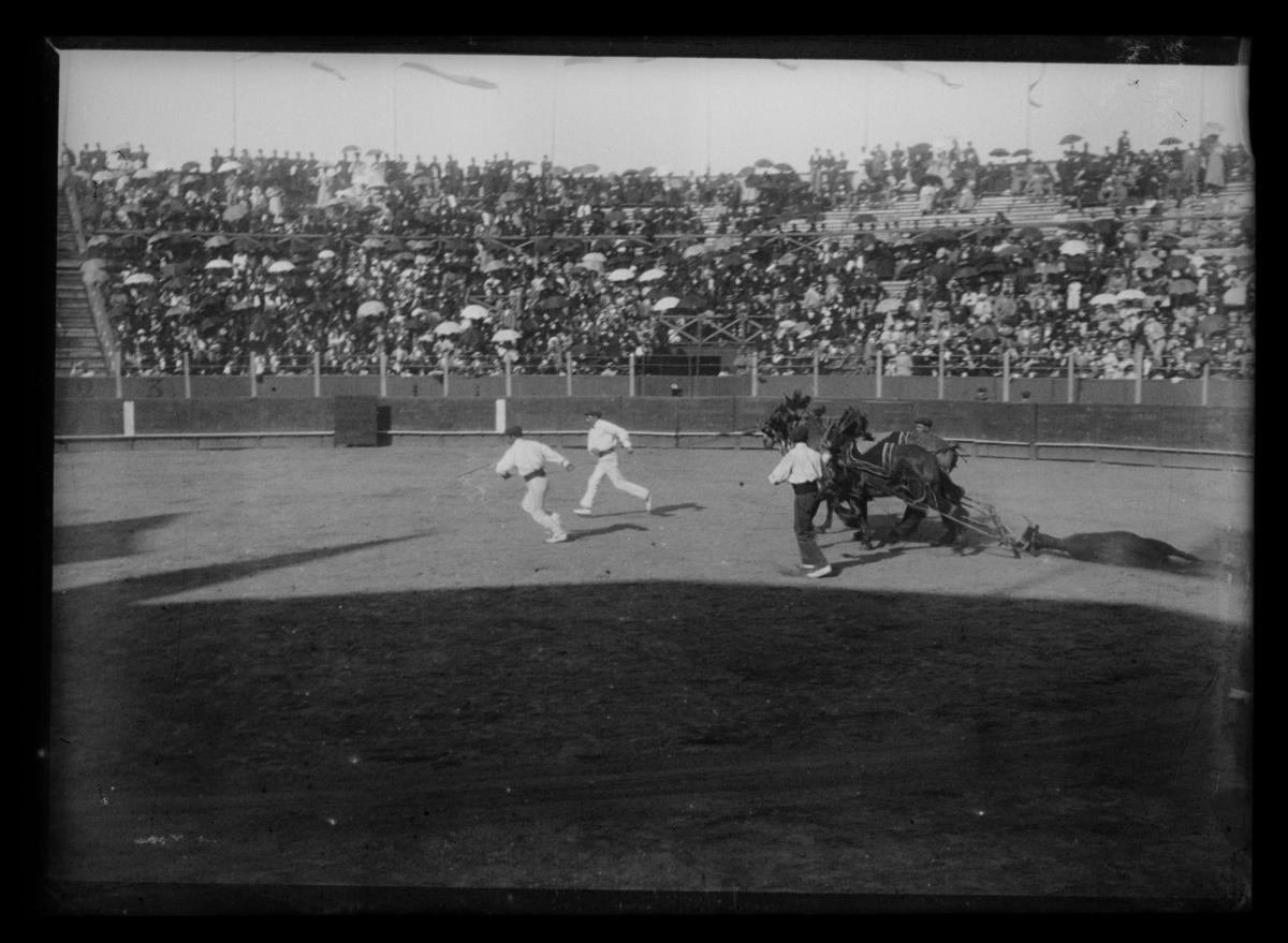 Bayonne. Enlèvement du taureau