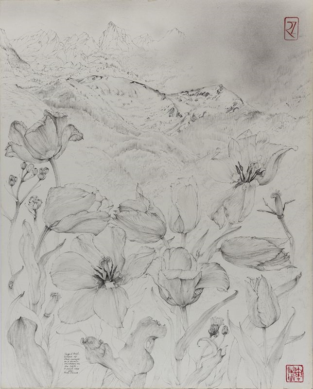 Neige d'avril, tulipes et fleurs sauvages en ce dernier printemps du siècle