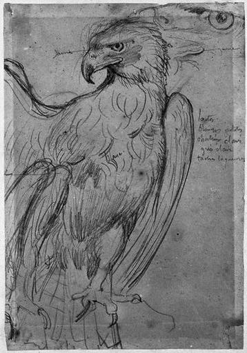 Aigle de Jupiter (de face, la tête tournée vers la gauche, avec reprise de l'oeil.)