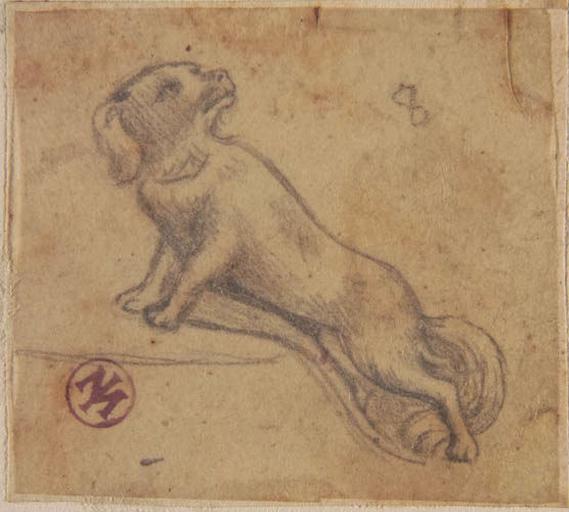 Le Chien (d'après Rubens)
