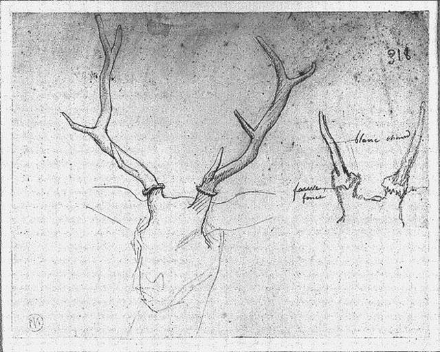 Bois de cerf et bois de daguet