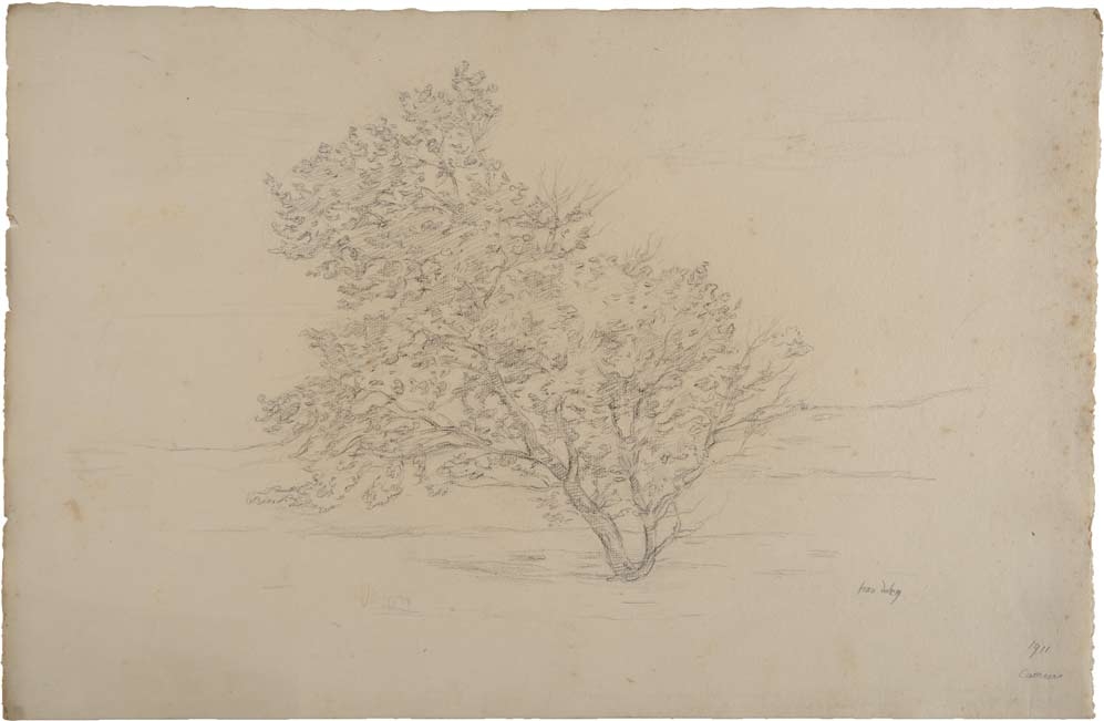 Arbre dans la plaine