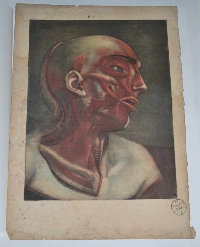 "Première planche. Muscles de l'oreille externe. Muscle du sourcil. Muscles du nez. Muscles des paupières. Muscles des lèvres"  (Titre)