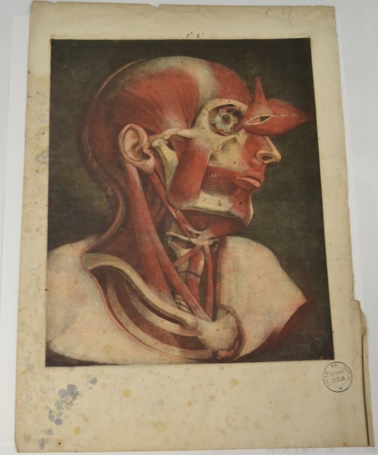 "Seconde planche. Suite des muscles des lèvres. Muscle impair des lèvres. Des muscles de la paupière. Des six muscles de l'oeil. Muscles de la mâchoire inférieure. Des muscles qui occupent le dessous de la mâchoire inférieure. Muscles de l'os hyoïde et du larynx"  (Titre)