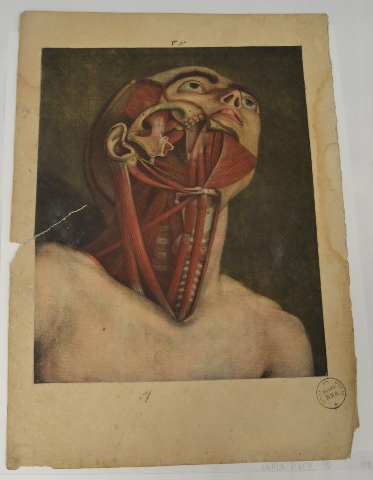 "Troisième planche. Des cinq muscles pairs de l'os hyoïde. Des muscles de la langue au nombre de quatre pairs"  (Titre)