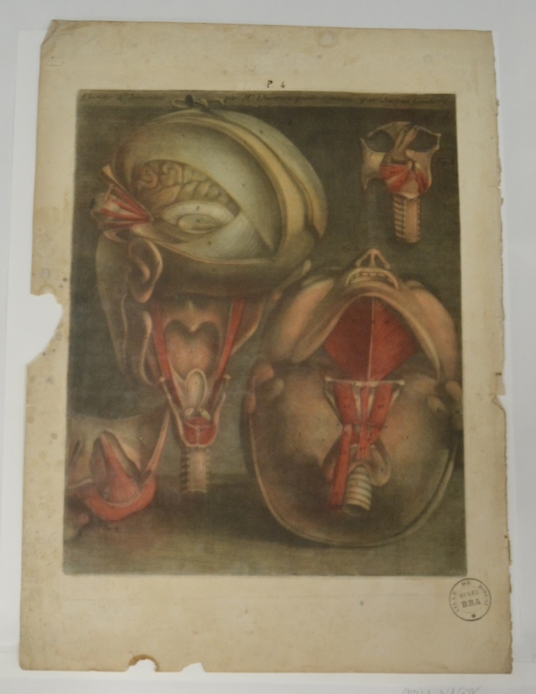 "Quatrième planche. La première figure représente la tête renversée & la face en haut. Deuxième figure. Muscles des yeux. Muscles du larynx. Muscles propres"  (Titre)