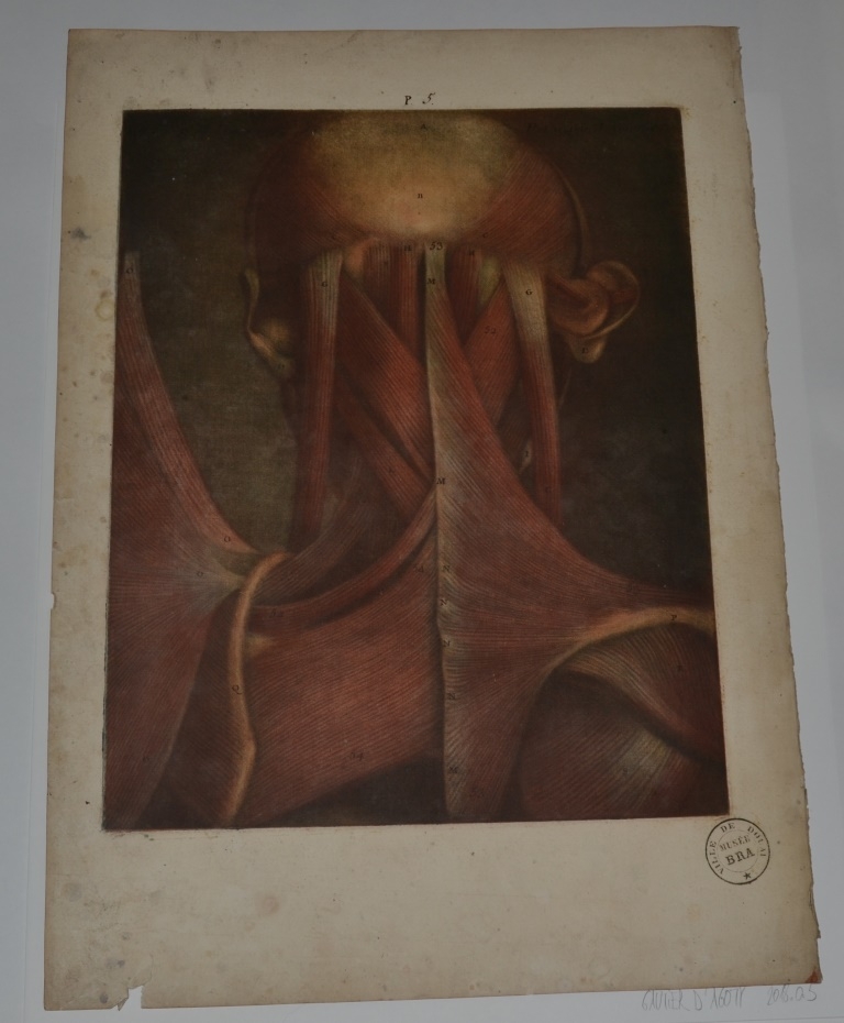 "Cinquième planche. On s'est proposé de faire voir dans cette planche & dans les deux suivantes, les muscles qui sont à la partie postérieured e la tête. Muscles occipitaux. Des muscles de l'oreille. Muscles de la tête. Muscles de l'omoplate. Muscle trapèze, premier des muscles de l'omoplate"  (Titre)