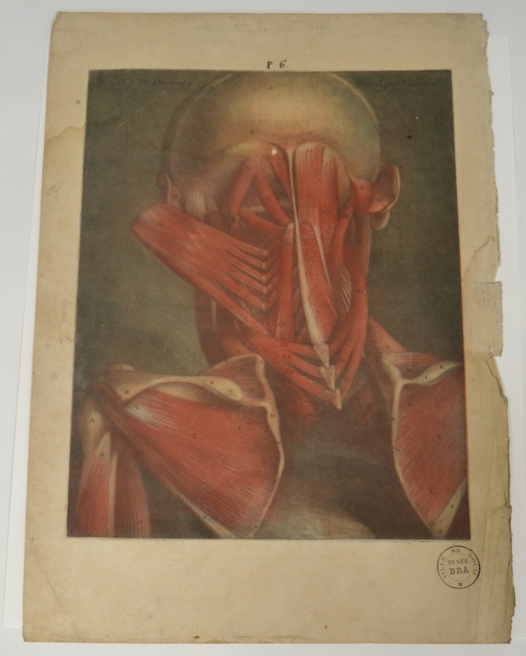 "Sixième planche. Dans cette figure la tête est vue postérieurement, & un peu inclinée sur le côté. Suite des muscles de la teste. L'omoplate. Muscles du col"  (Titre)