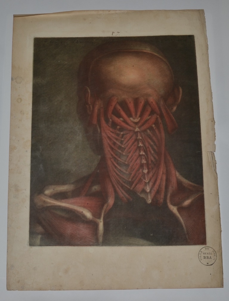"Septième planche. Ici la tête est vue postérieurement, comme dans les deux précédentes [...]"  (Titre)