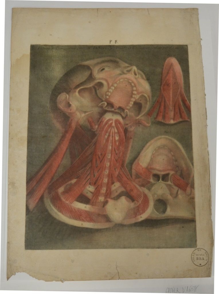 "Neuvième planche. Concernant les muscles du pharynx et de la cloison. Des muscles du pharynx. Des muscles propres. [...]"  (Titre)