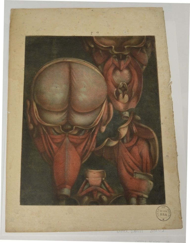 "Neuvième planche. Concernant les muscles du pharynx et de la cloison. Des muscles du pharynx. Des muscles propres. [...]"  (Titre)
