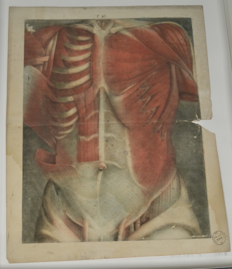 "Dixième planche. Elle représente la partie antérieure de la poitrine & du ventre, avec une grande partie des muscles. Description des muscles démontrés dans cette figure. Le grand pectoral. [...]"  (Titre)
