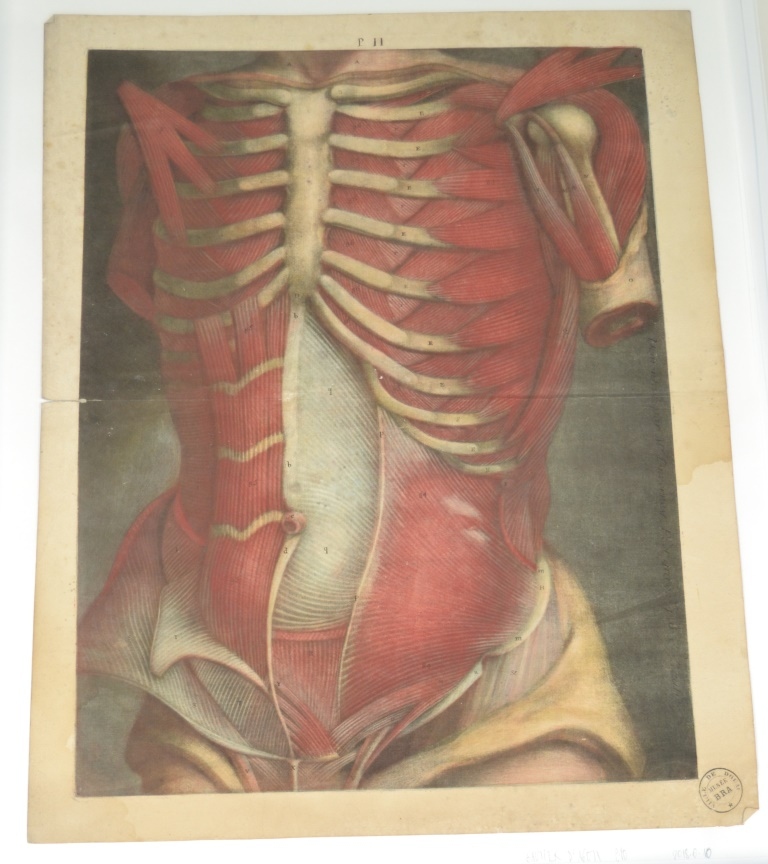 "Onzième planche. Elle représente aussi la partie antérieure de la poitrine, & du ventre, mais un peu de côté pour mieux montrer le grand dentelé, & l'étendue de l'oblique interne. Description des muscles démontrés dans cette figure. Suite des muscles du bas ventre. [...]"  (Titre)