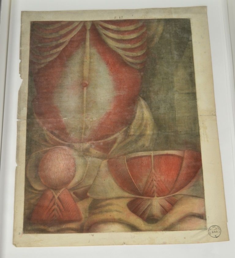 "Douzième planche. Explication de la première figure de cette planche. Elle représente toute l'étendue de la partie antérieure du ventre, vue en face, moyennant une coupe horizontale de la poitrine au dessus du cartilage xyphoïde. [...]"  (Titre)