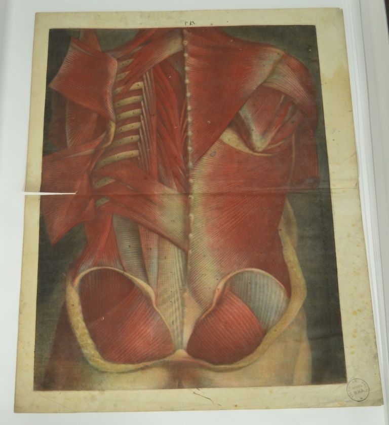 "Treizième planche. Cette figure est vue postérieurement, elle représente du côté droit plusieurs grands muscles, en situation, et du côté gauche d'autres muscles dont quelques uns renversés. [...]"  (Titre)