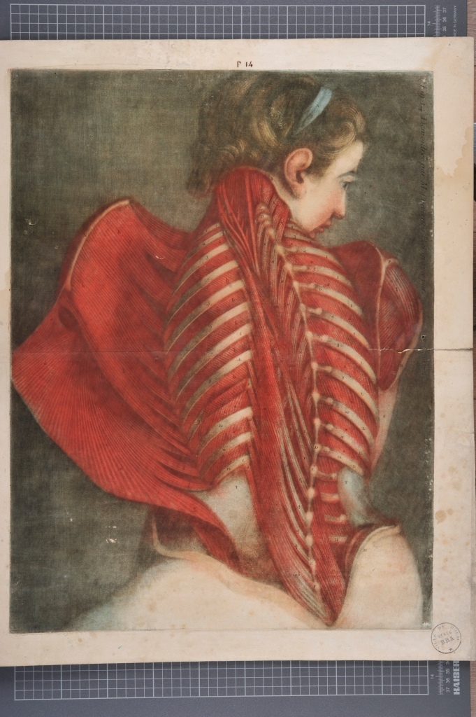 "Quatorzième planche. On a employé pour la dissection des muscles démontrés dans cette planche, le cadavre d'un femme dont les muscles sont plus délicats & tiennent moins d'espace, [...]"  (Titre)