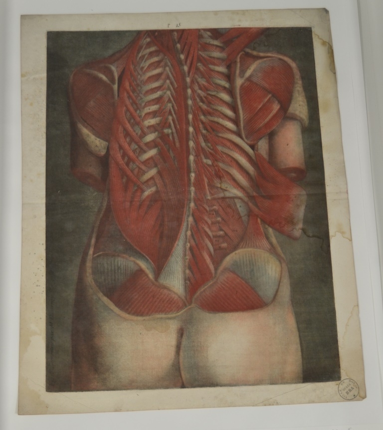 "Quinzième planche. Cette figure est faite d'après le cadavre d'une jeune femme, vue par la face postérieure. [...]"  (Titre)