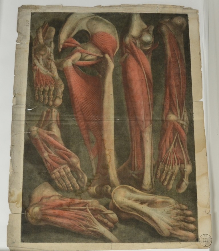 "Vingtième planche. Table de proportion comparée. Figure humain de cinq pieds six pouces. Suite de la récapitulation des muscles. Suite des muscles du bras. Muscles de l'avant-bras. Muscles du poignet. Muscles des doigts. [...]"  (Titre)