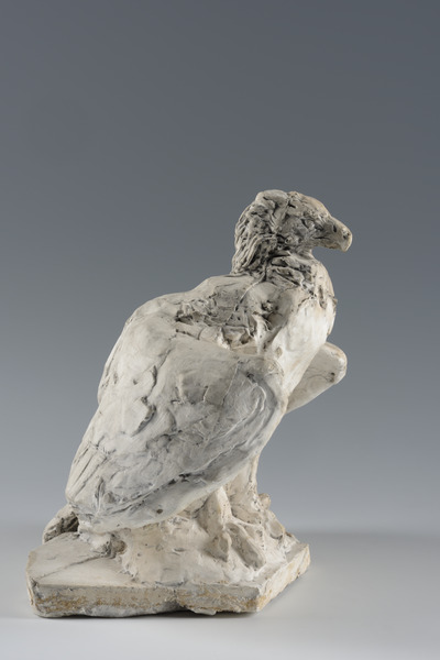 Aigle