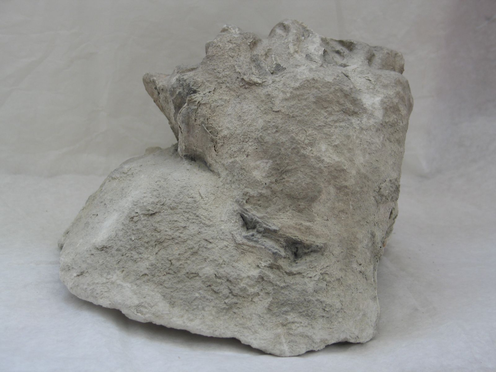 Tête de lion