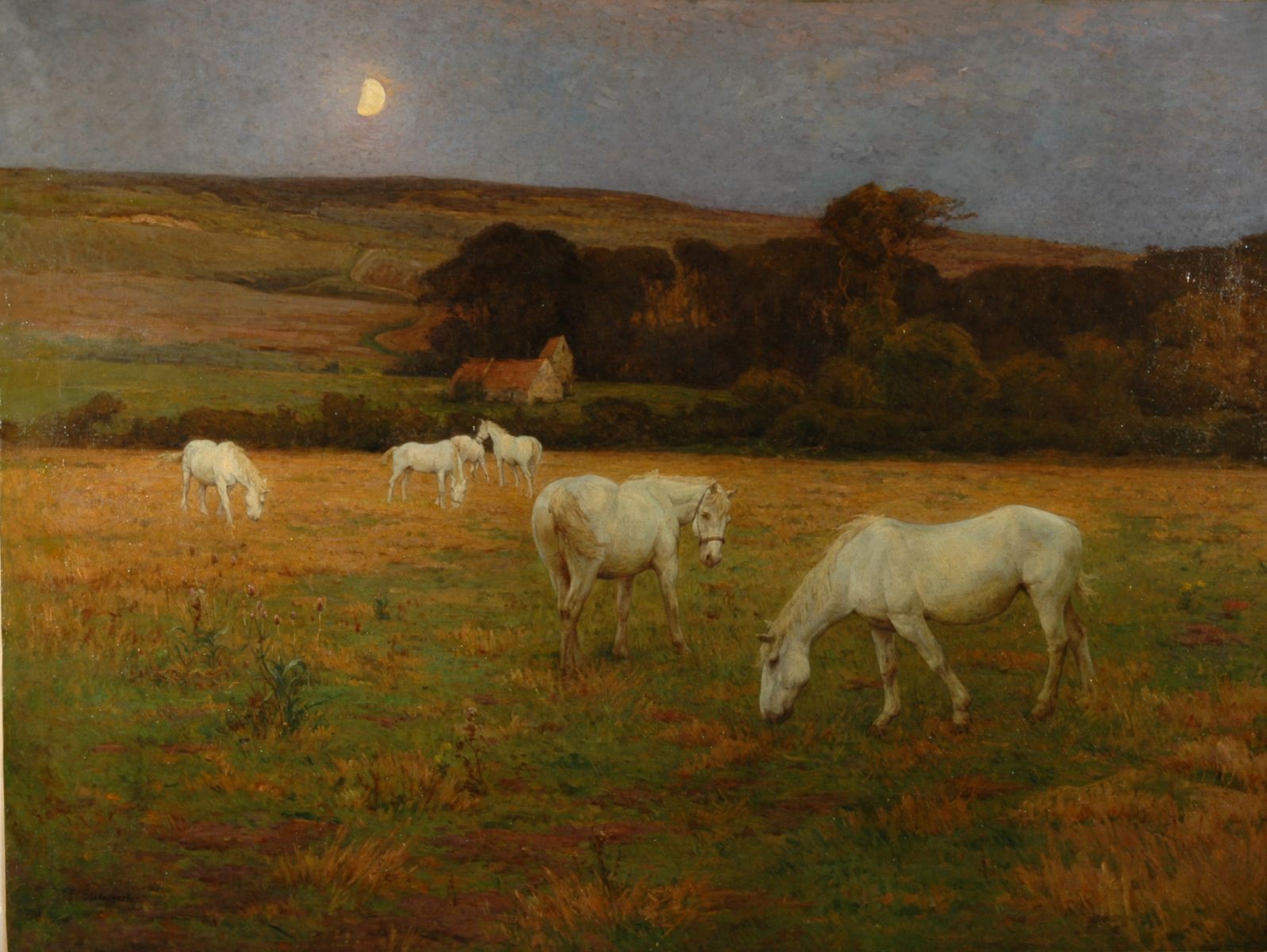 Chevaux en pâture