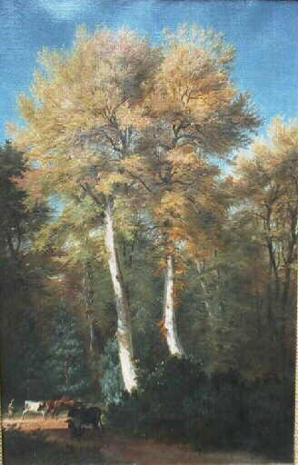 Etude de hêtres aux derniers jours d'Automne