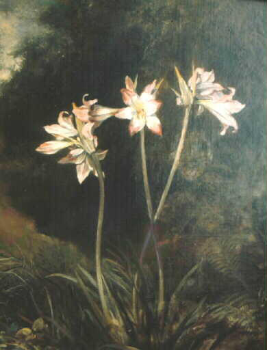 Liliums sur fond de fôret