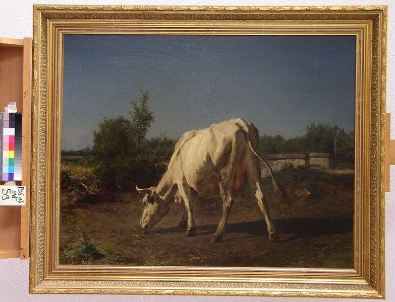 Vache blanche au pâturage