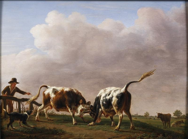 Combat de deux jeunes taureaux