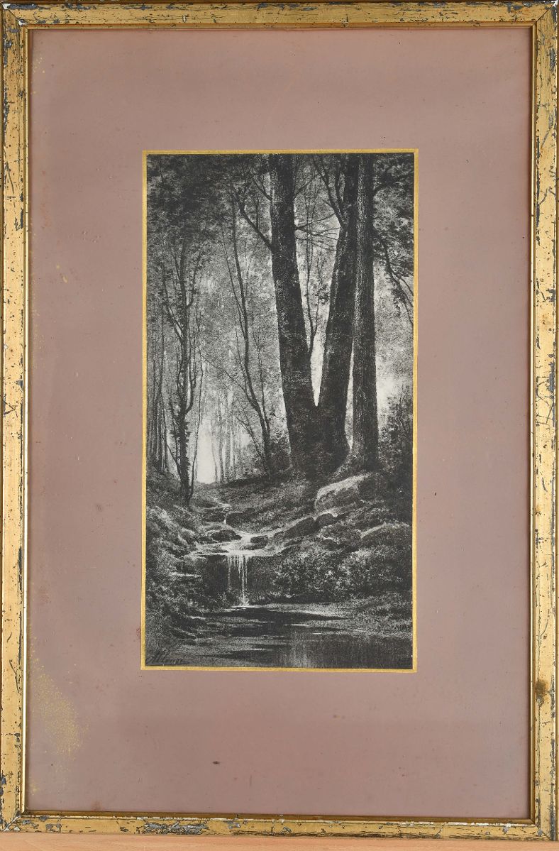 Sous-bois avec ruisseau