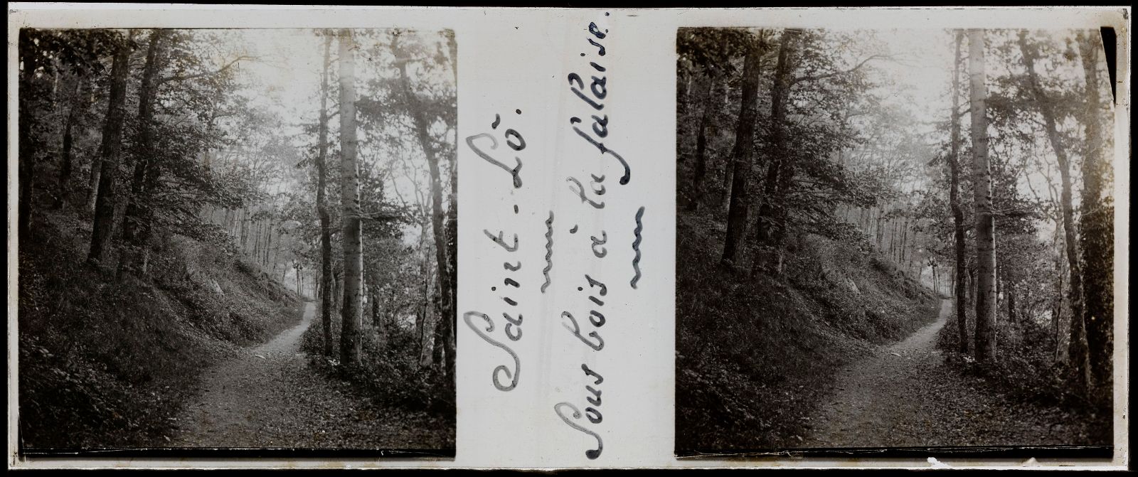Sous-bois à la Falaise