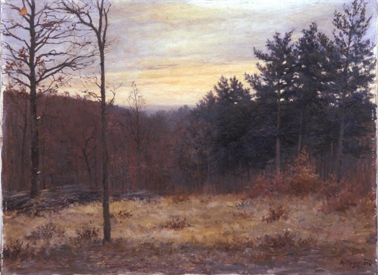 Clairière en forêt