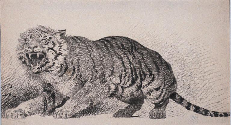 Tigre rugissant tourné vers la gauche