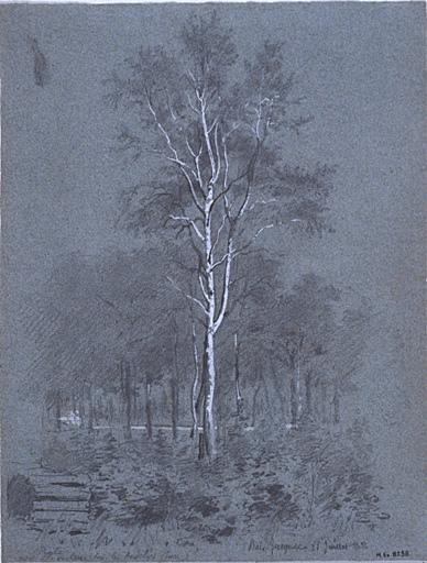 Etude d'arbre au bois Jacquet