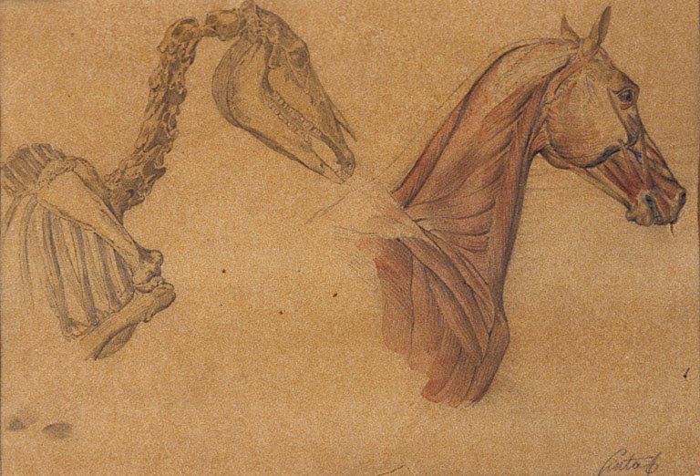 Etude anatomique de la tête d'un cheval