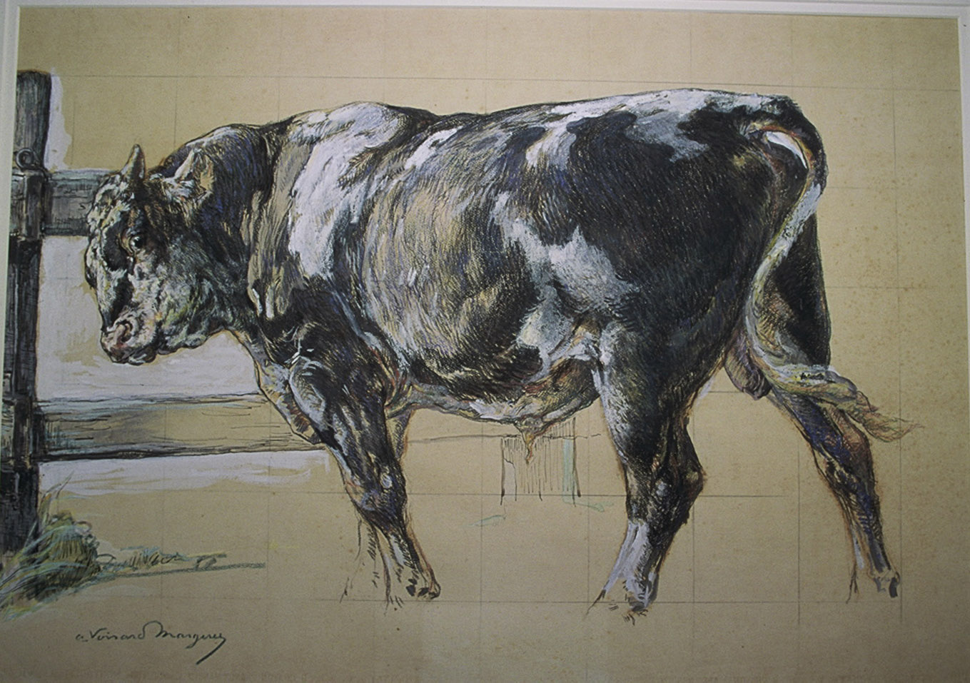 Etude de Taureau