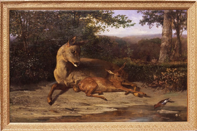 Biche couchée et son faon