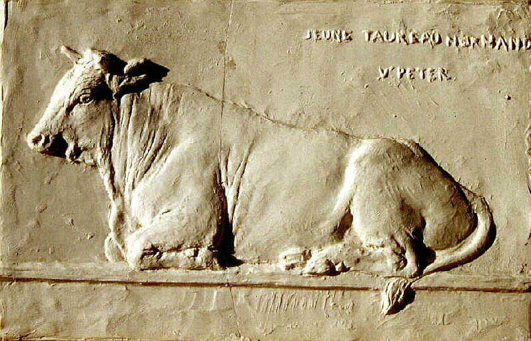 Jeune taureau normand