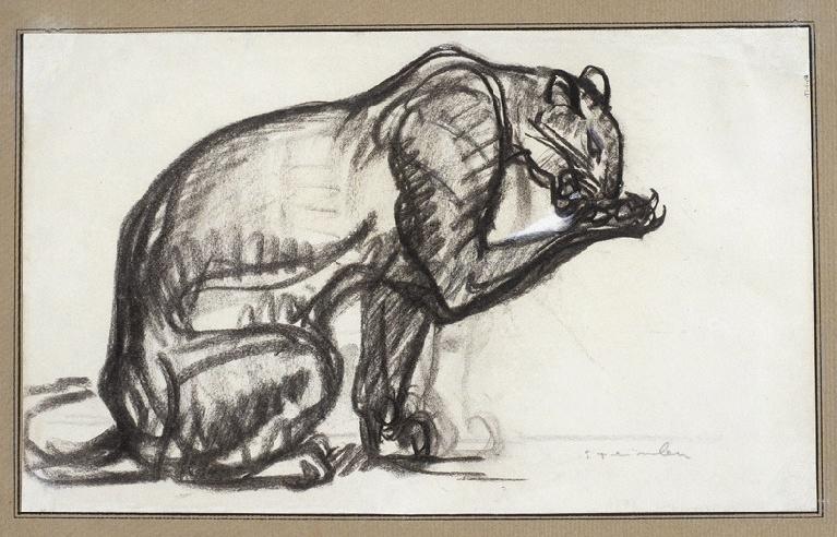 Lionne à sa toilette