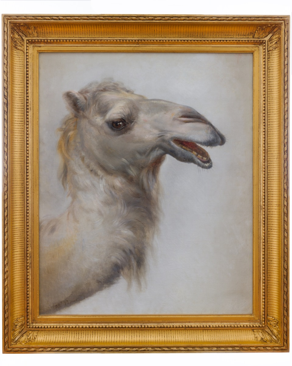 Tête de camélidé