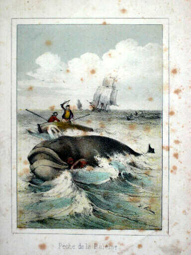 Pêche de la baleine