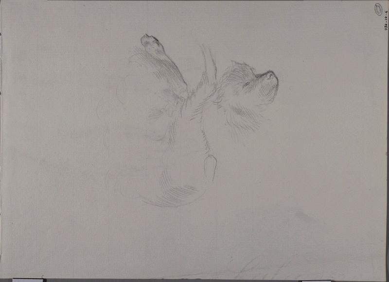 Deux études de chien